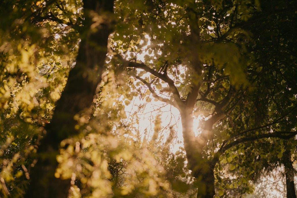 Light through the trees