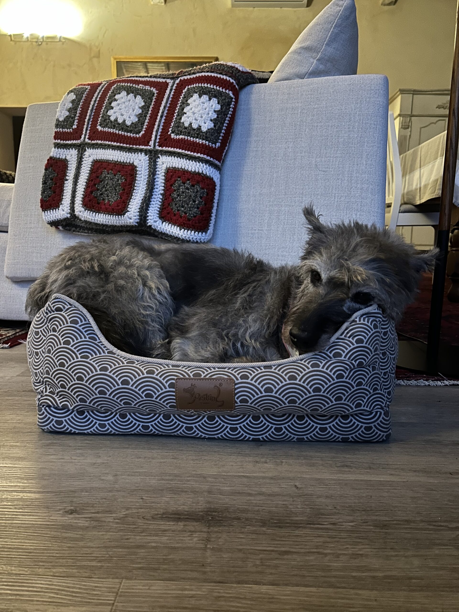 Acute doh lying on its bed