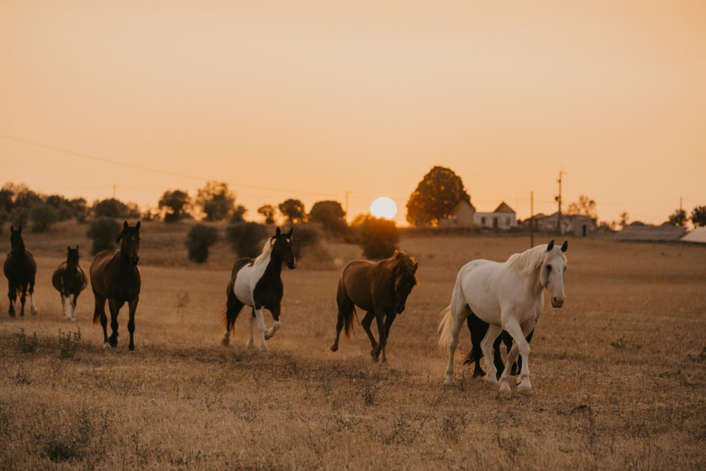 horses running on the field with sunset background