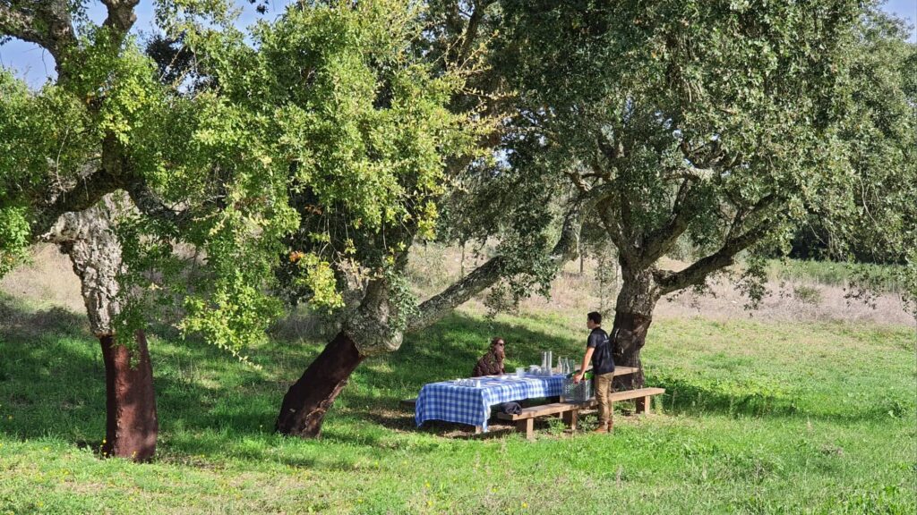 Outdoor picnic setup under trees