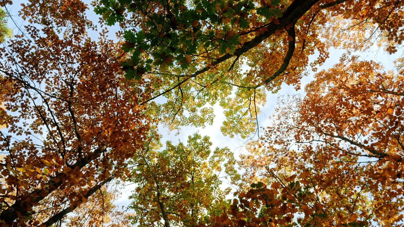 A view from below looking up at tree branches with vibrant autumn leaves