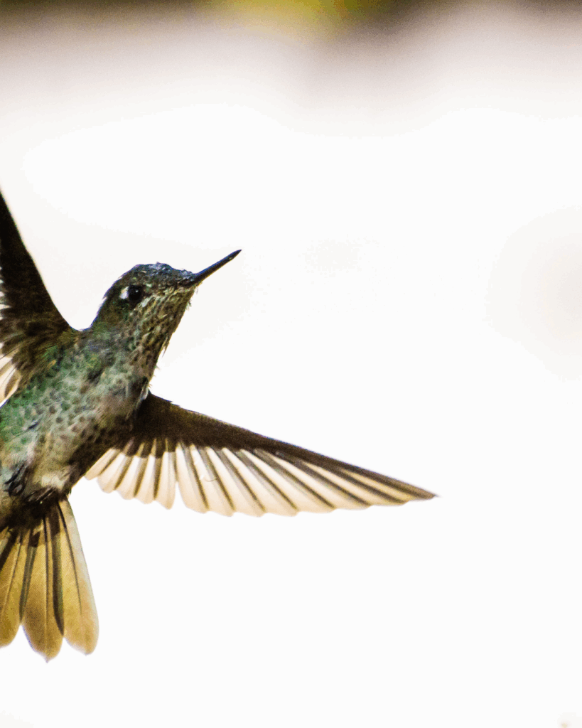 humming bird in nature